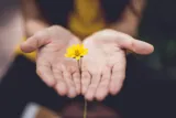 To haender holder en blomst