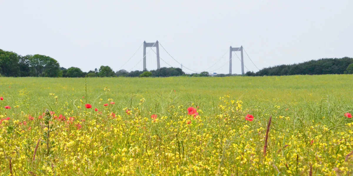 Mark med gule blomster og udsigt til en bro