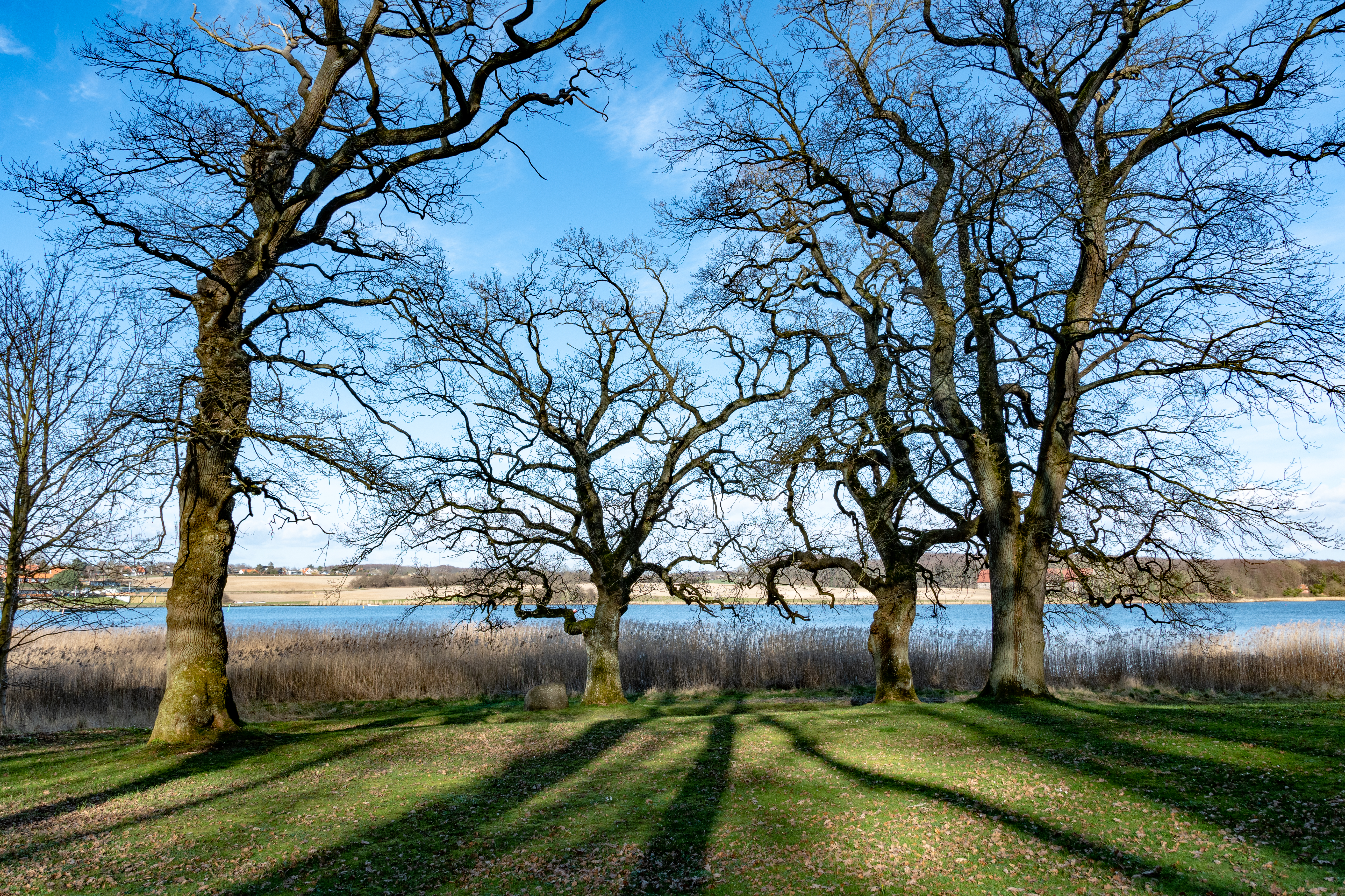 Krogede træer uden blade med vand i baggrunden