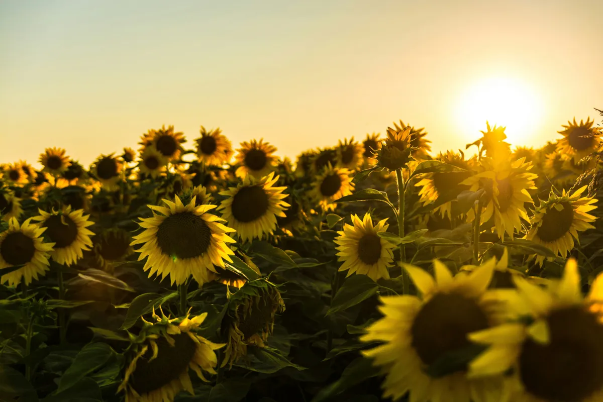 Solsikkemark i solnedgang